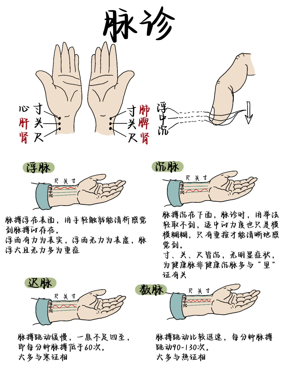 医学生绘本笔记‖中医脉诊