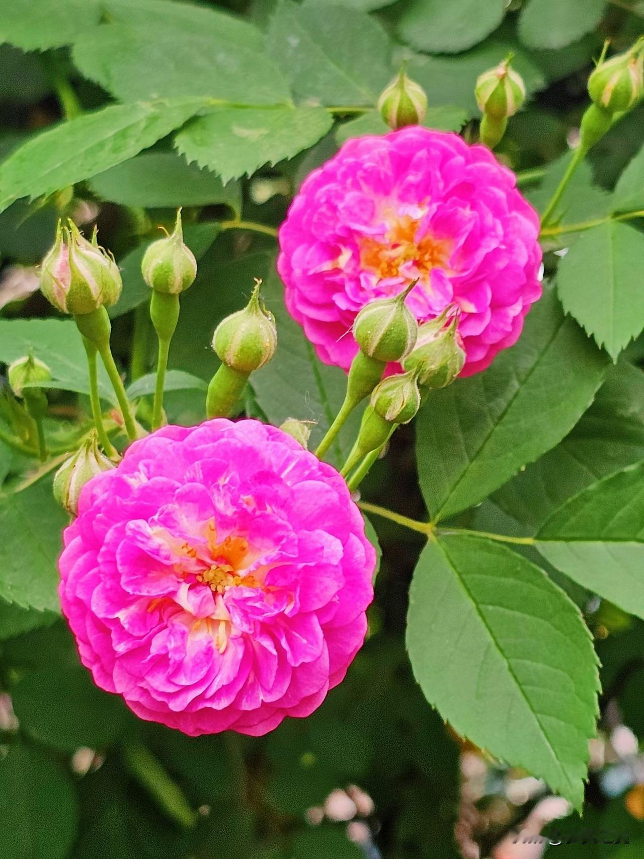 【小对联】
上：……？
下：路路通。