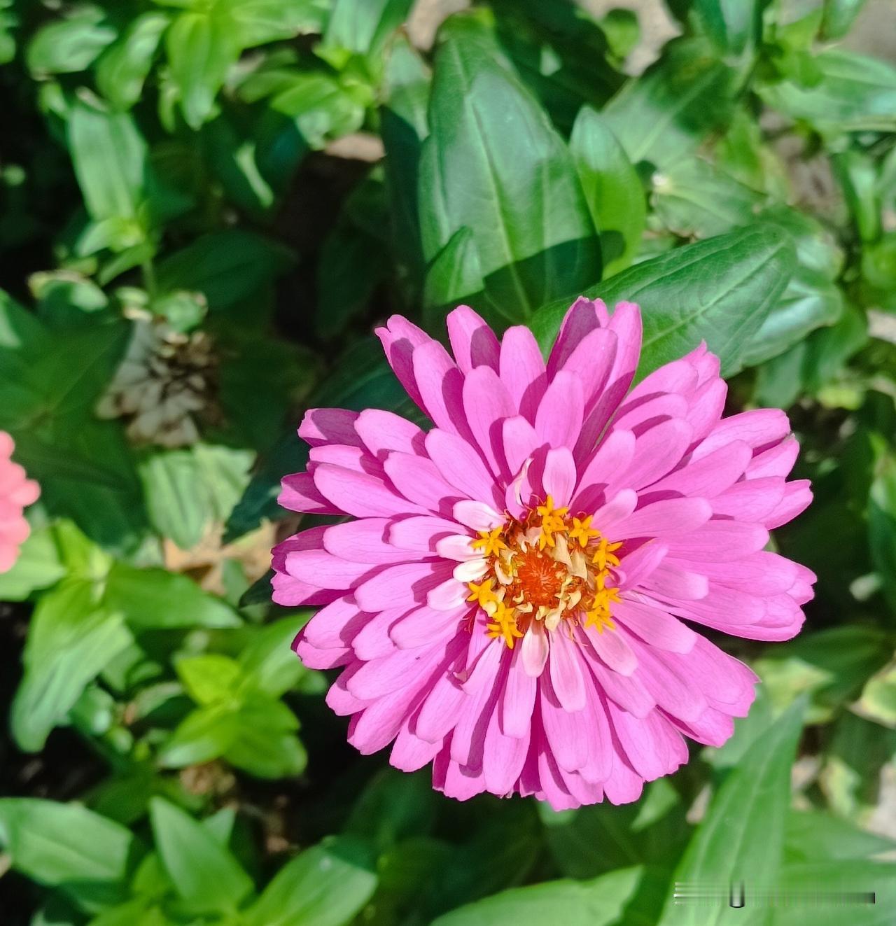 一部手机，留住美好
——今日拍到盛开的重瓣百日菊

百日菊（常被称为百日草或步步