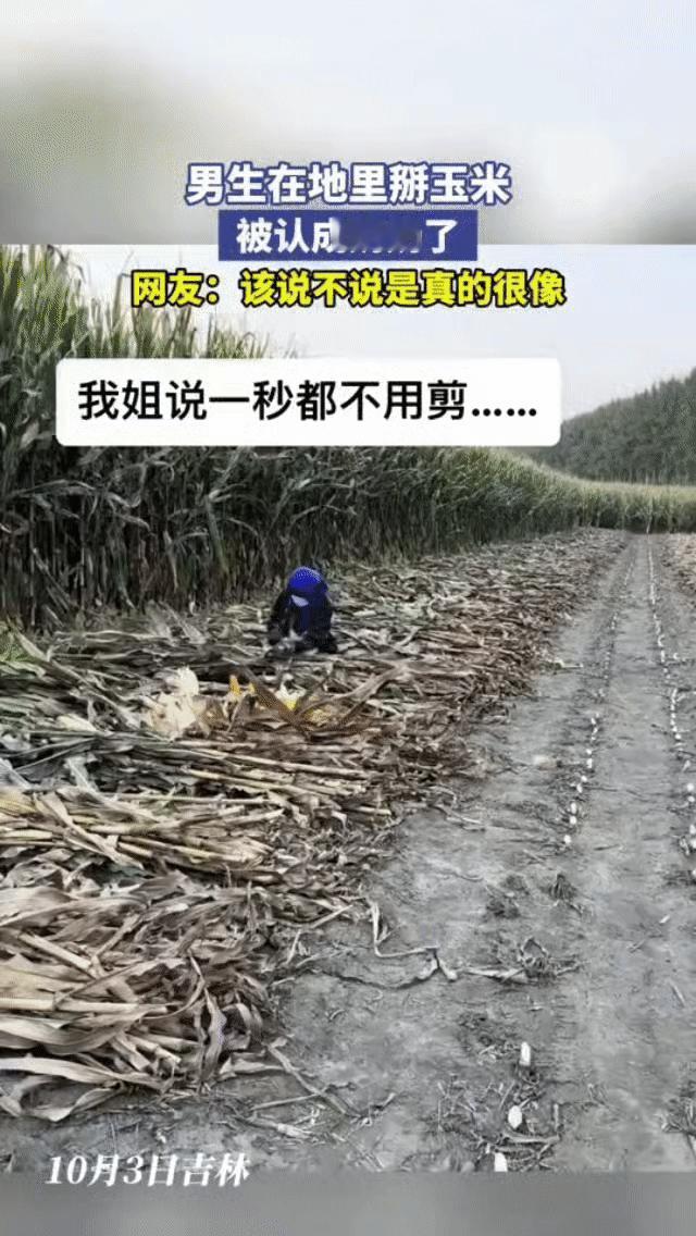 秋收时节，12岁的弟弟为帮姐姐分担农活，头裹碎花头巾、身着旧花袄，蹲在玉米地里埋