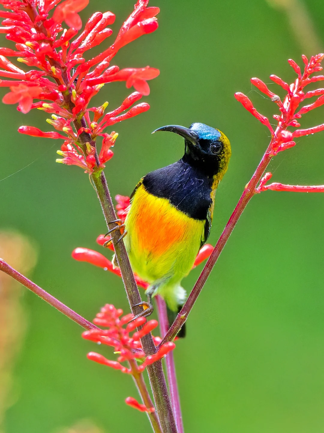 胸口有一团火的火红太阳鸟
