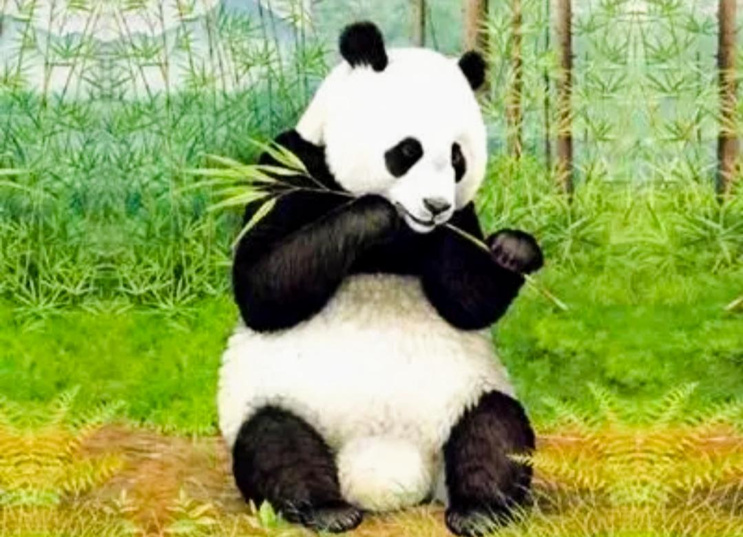 看着地图，听着视频介绍，如身临其境，来到了物产富饶的天府之国四川。
 
四川地处