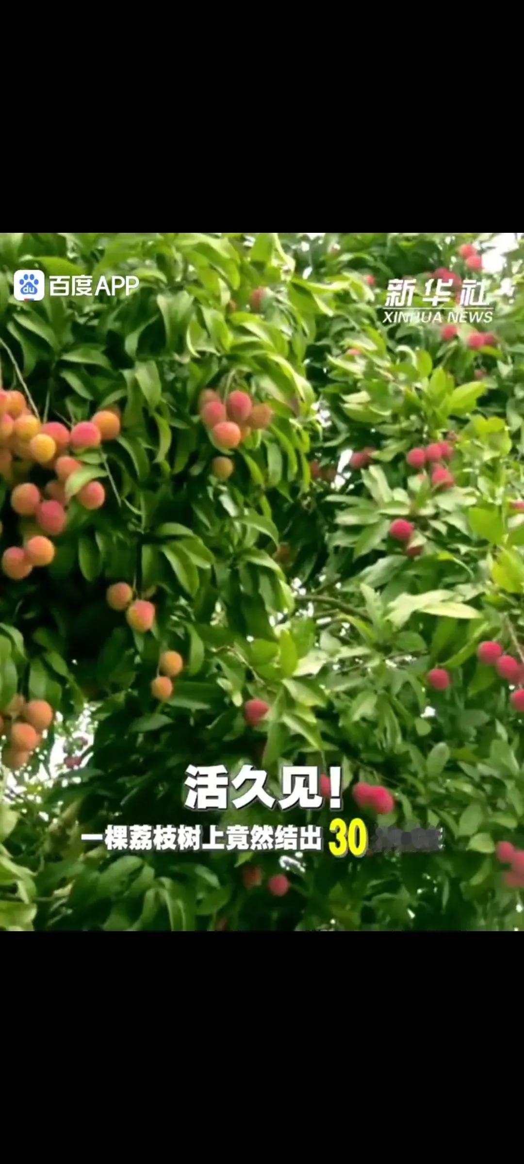 这棵能结30种荔枝的母树简直就是植物界的"百变星君"，嫁接技术玩出了新高度。
 
