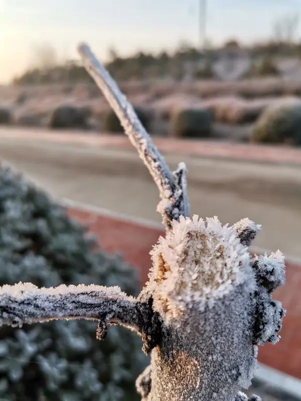 瑞雪多情妆瘦柳”。“瑞雪”与“寒霜”相对，都是冬季常见的景象元素。