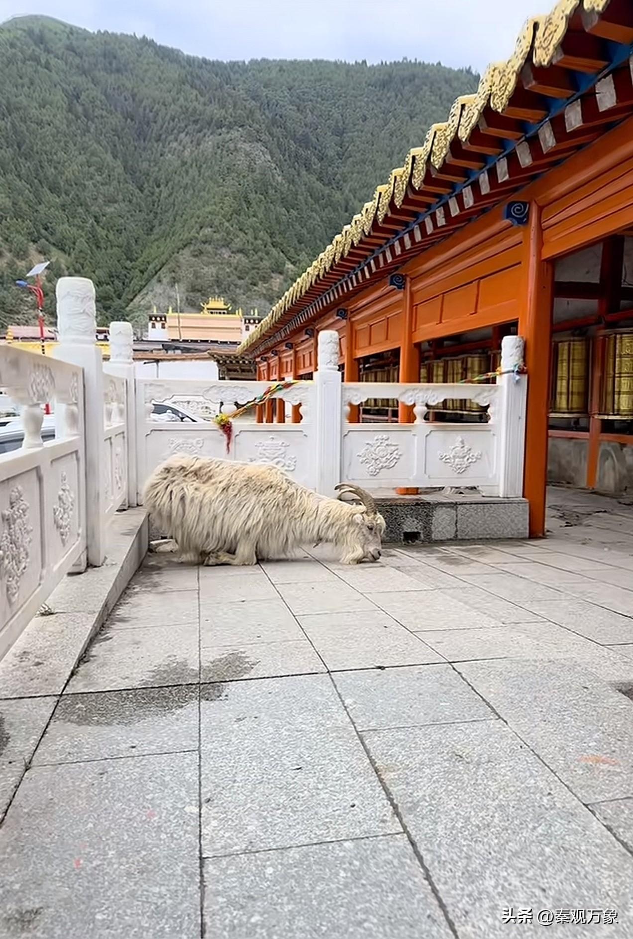 神奇的一幕，这怎么解释，寺庙里的山羊