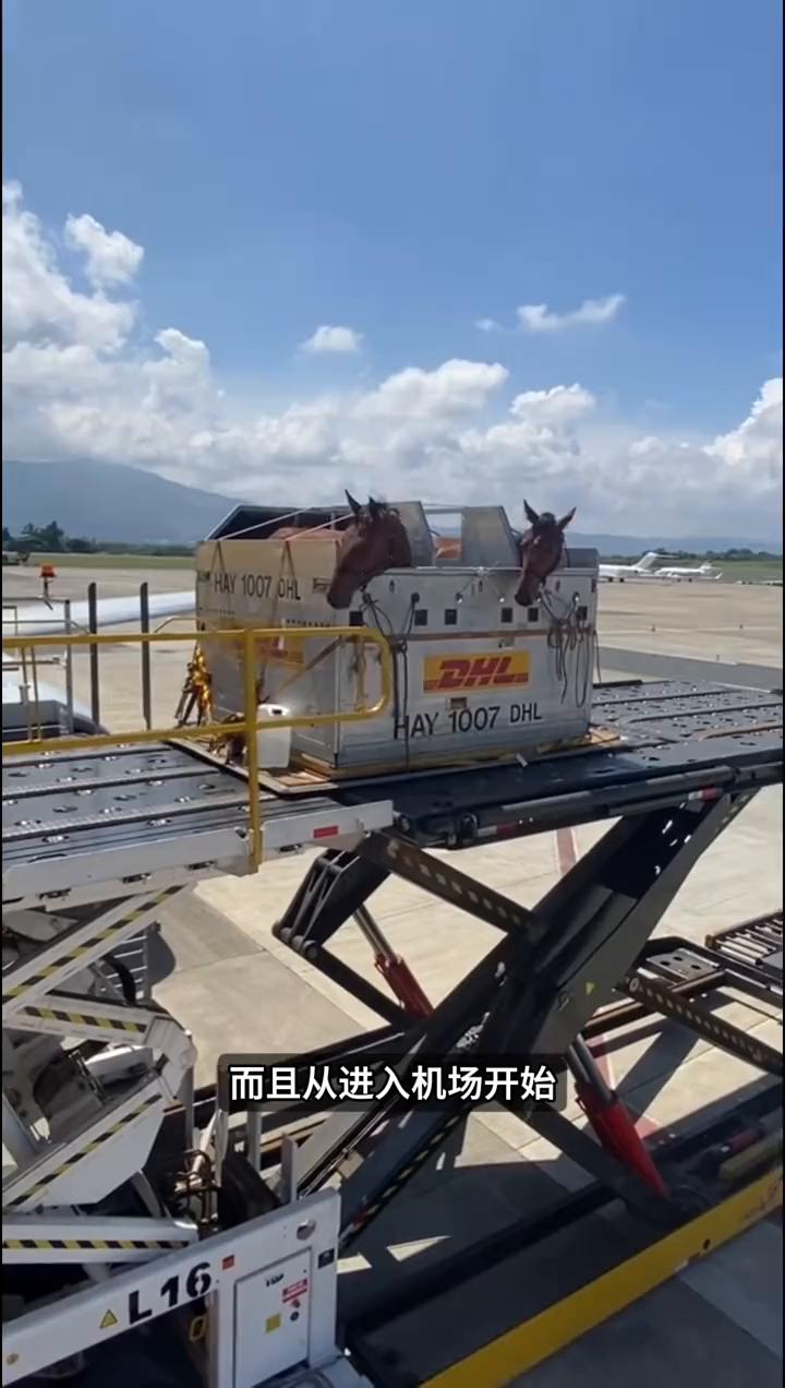 马匹专机护送。
为什么有些马出国时待遇比很多人坐飞机还高？当普通乘客还在排队安检