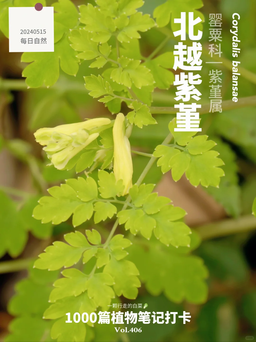 植物笔记406 | 这植物竟然雇佣蚂蚁