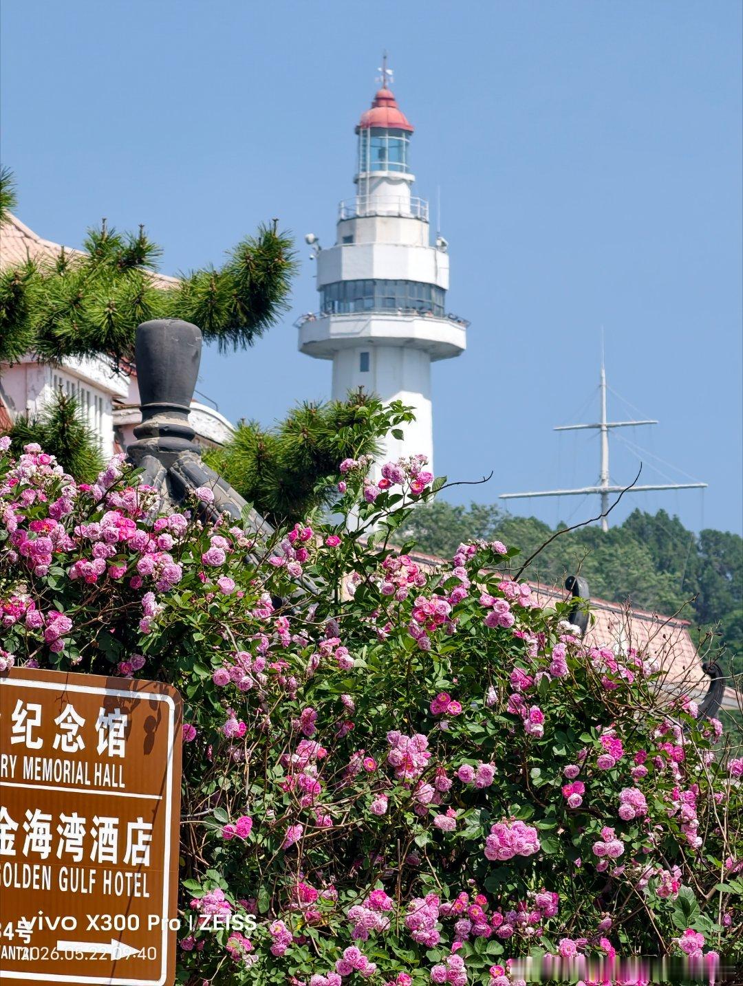 【港城蔷薇花开，浅夏漫时光】暮春退场，浅夏登场，海岸街的蔷薇如期盛放。🌸慢走花
