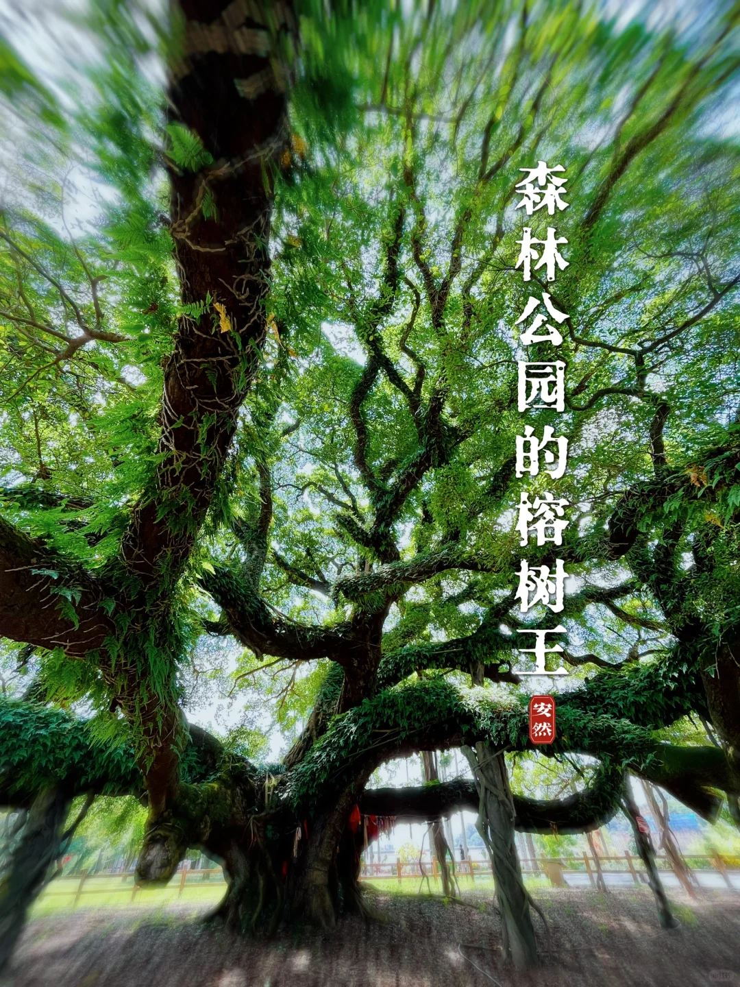 福州古树名木16  | 森林公园的“榕树王”