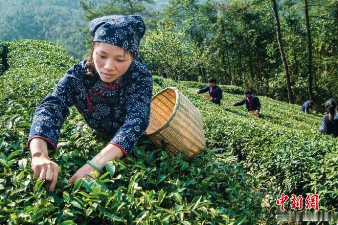 台州天台用工业思维重新定义一杯茶 天台坐拥10.3万亩茶园，以工业化思维升级茶产