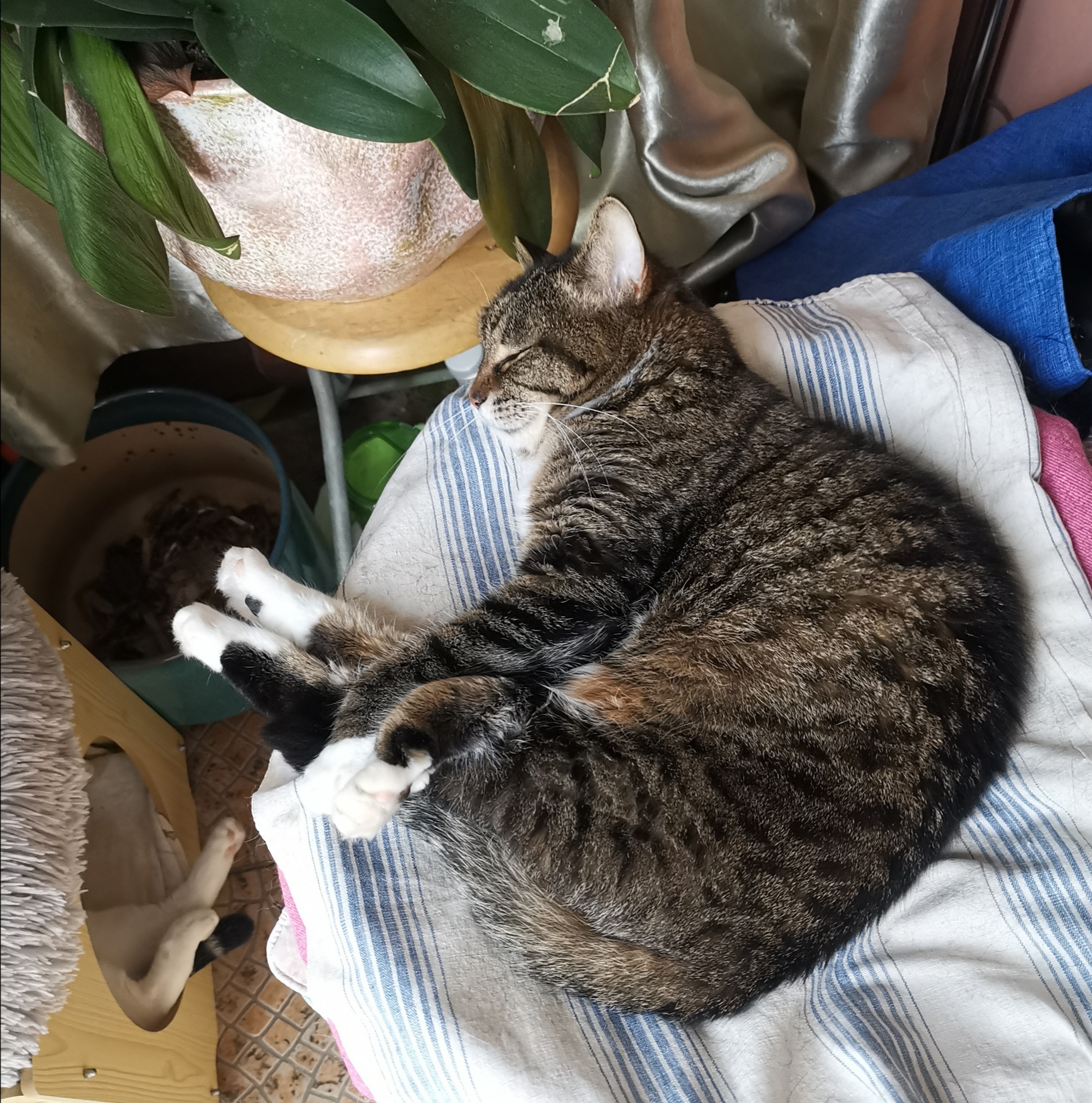 猫宁。多帅强弟又同时出镜，找找强弟在什么地方？一日二猫，洋猫中猫，各具神态。