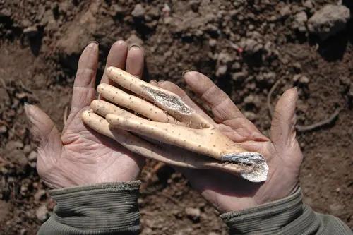 完整榜单｜菜地刨出“人手”淮山！8000元都不卖，网友笑称：这是大地送的惊喜
 