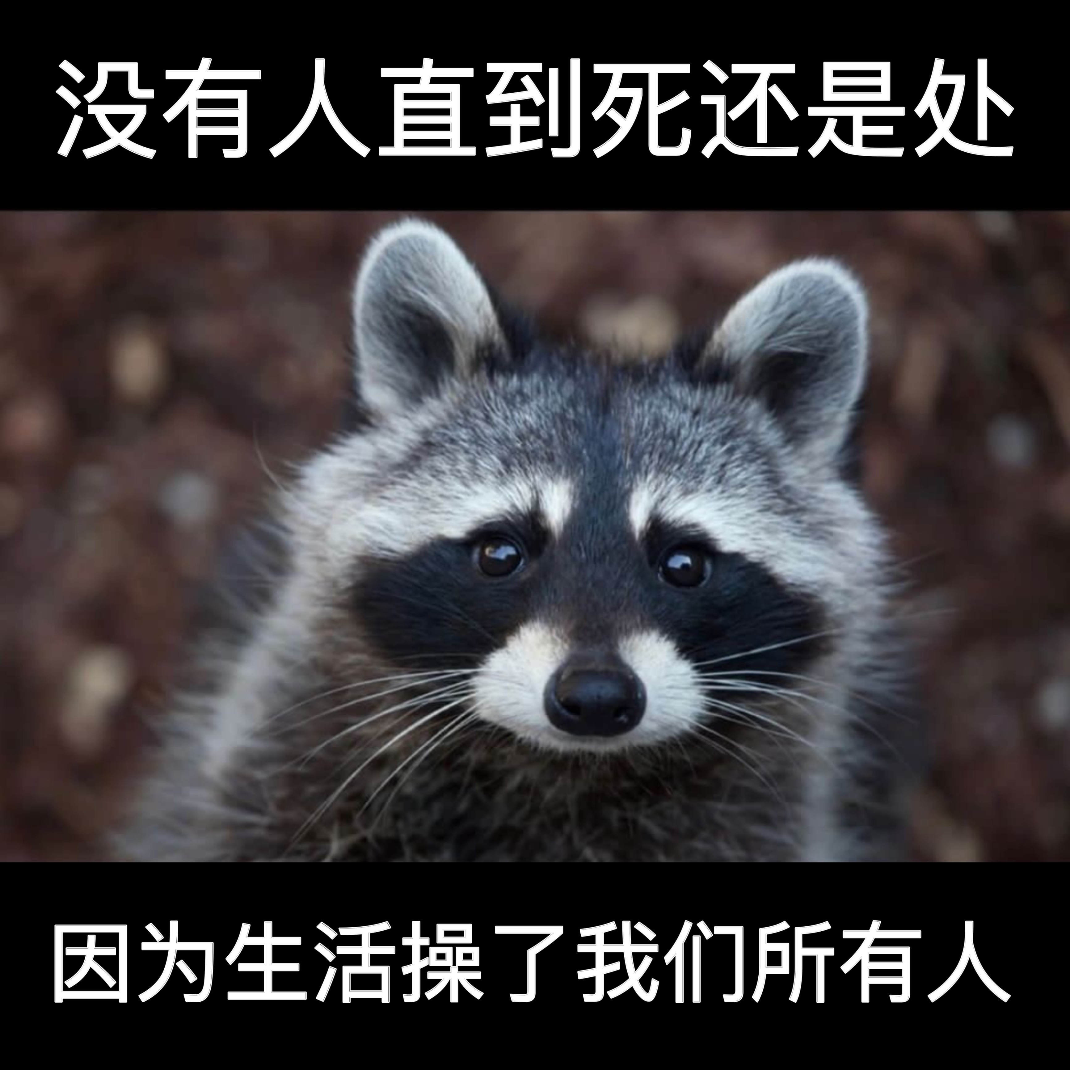 从生到死 一无是处#meme# ​​​