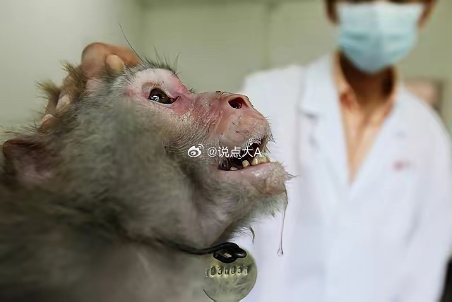 【有价无市！一只猴子13万元！】这个猴儿，可不是动物园猴山上的。是专门的试验用猴