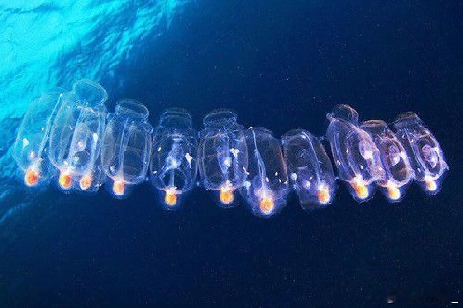 奇妙生物圈动物科普 樽海鞘：海洋里的透明“清碳卫士” 樽海鞘（英文名：Salps