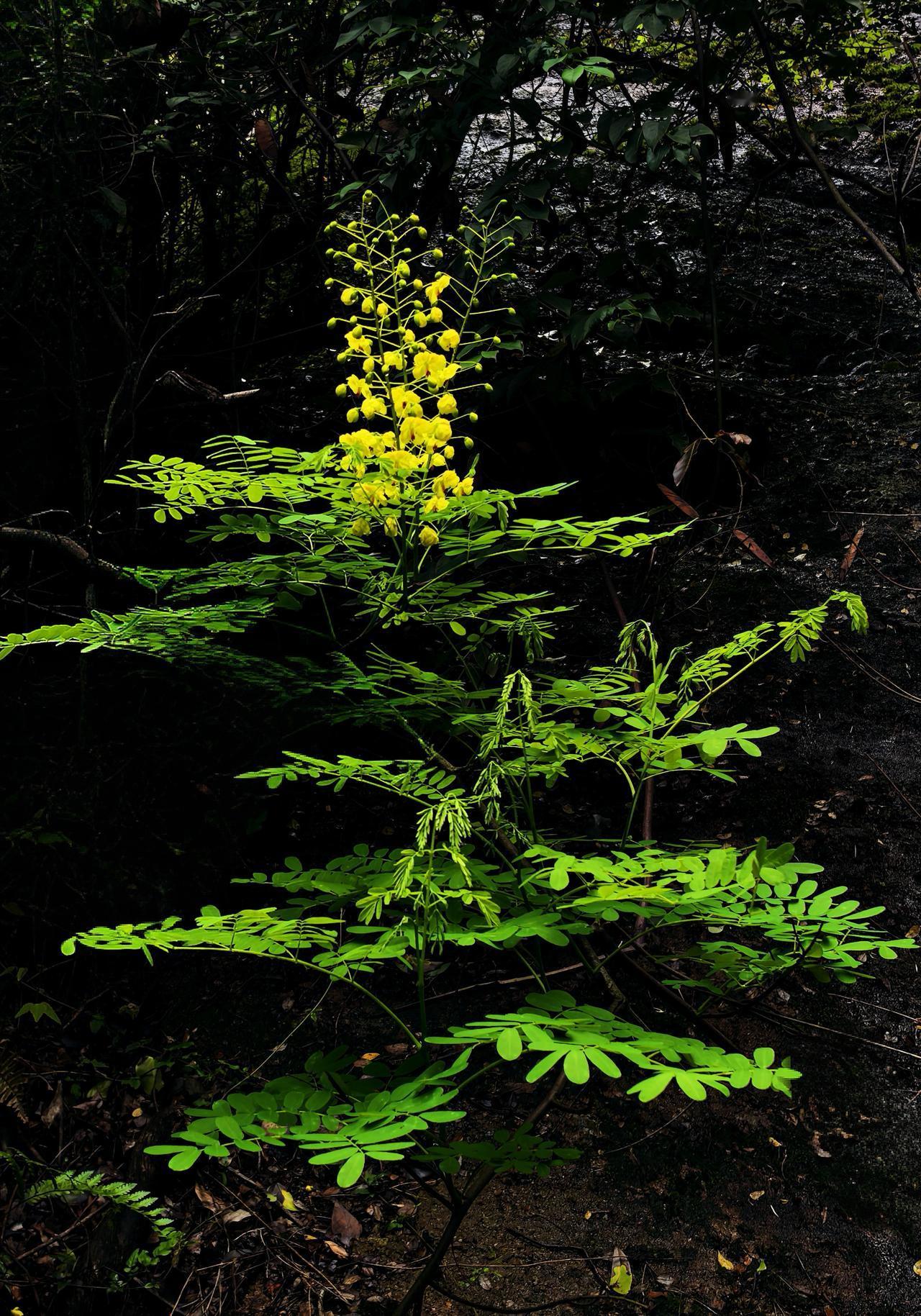 这是在龙虎山景区拍到的，一眼就被吸引住了。不知道是什么花，也有成片的，但是不如这