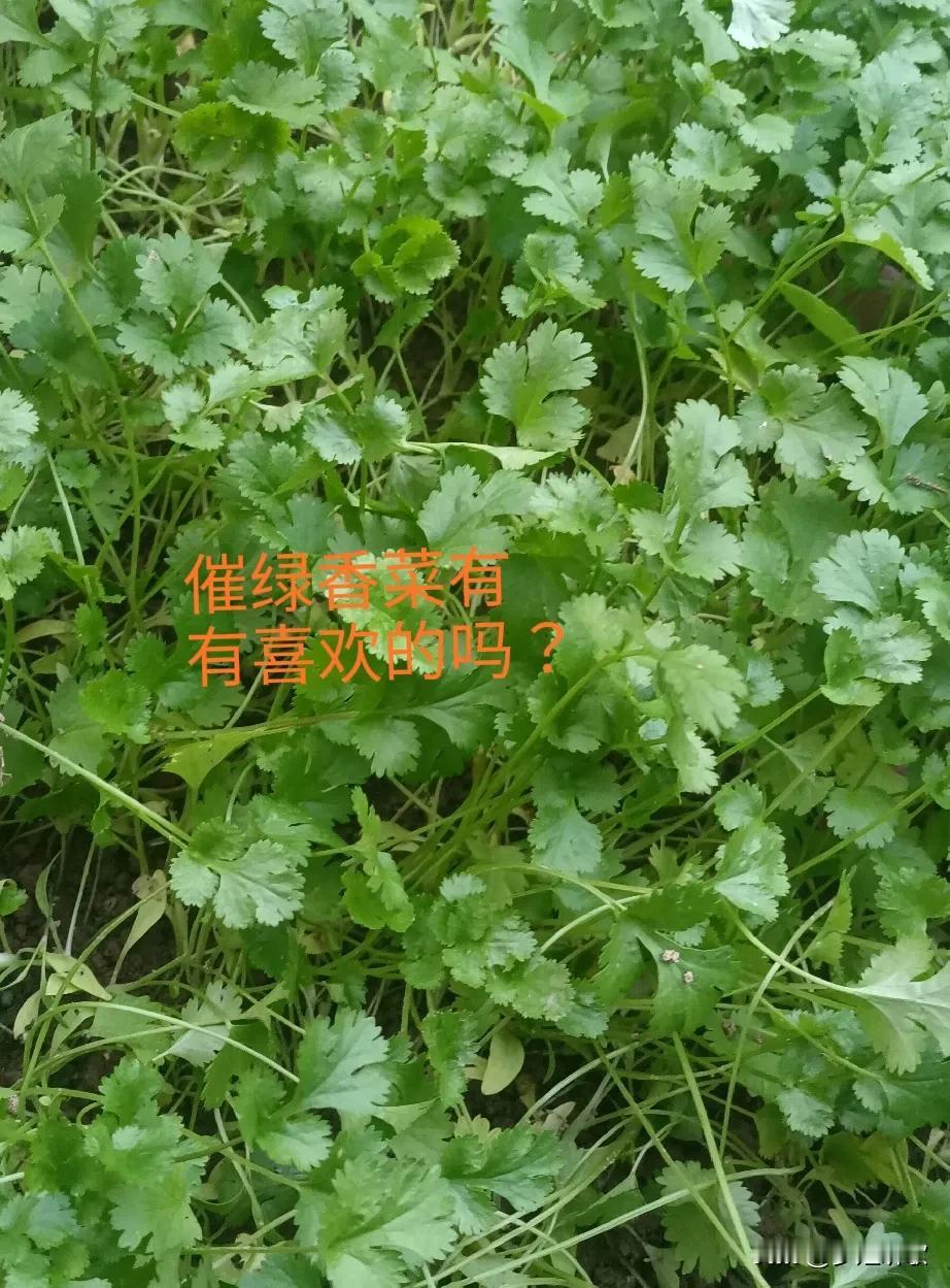 分享一下我家的小菜园随手拍的野菜