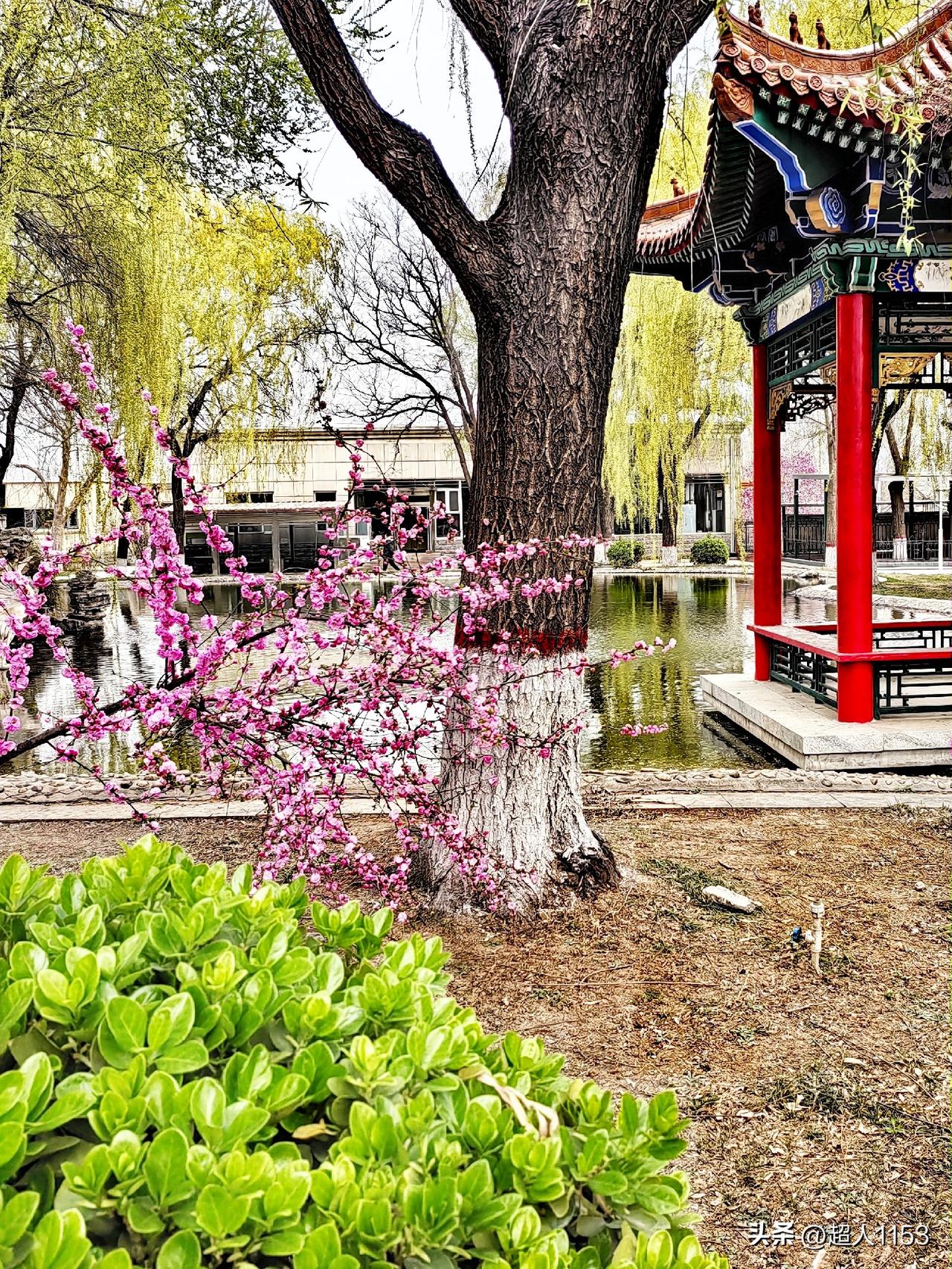 春天是花开的季节，
每一种花开都漂亮。

今天来到了郊外，
这里的景色美如画。