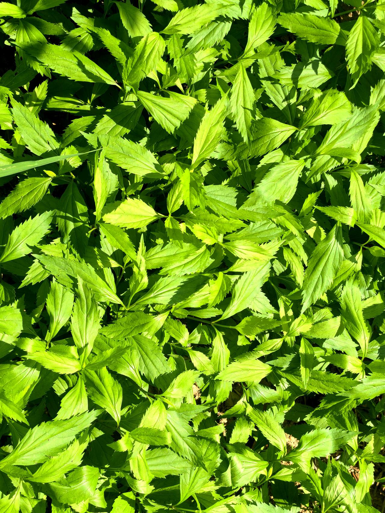 分享自己种的无公害蔬菜