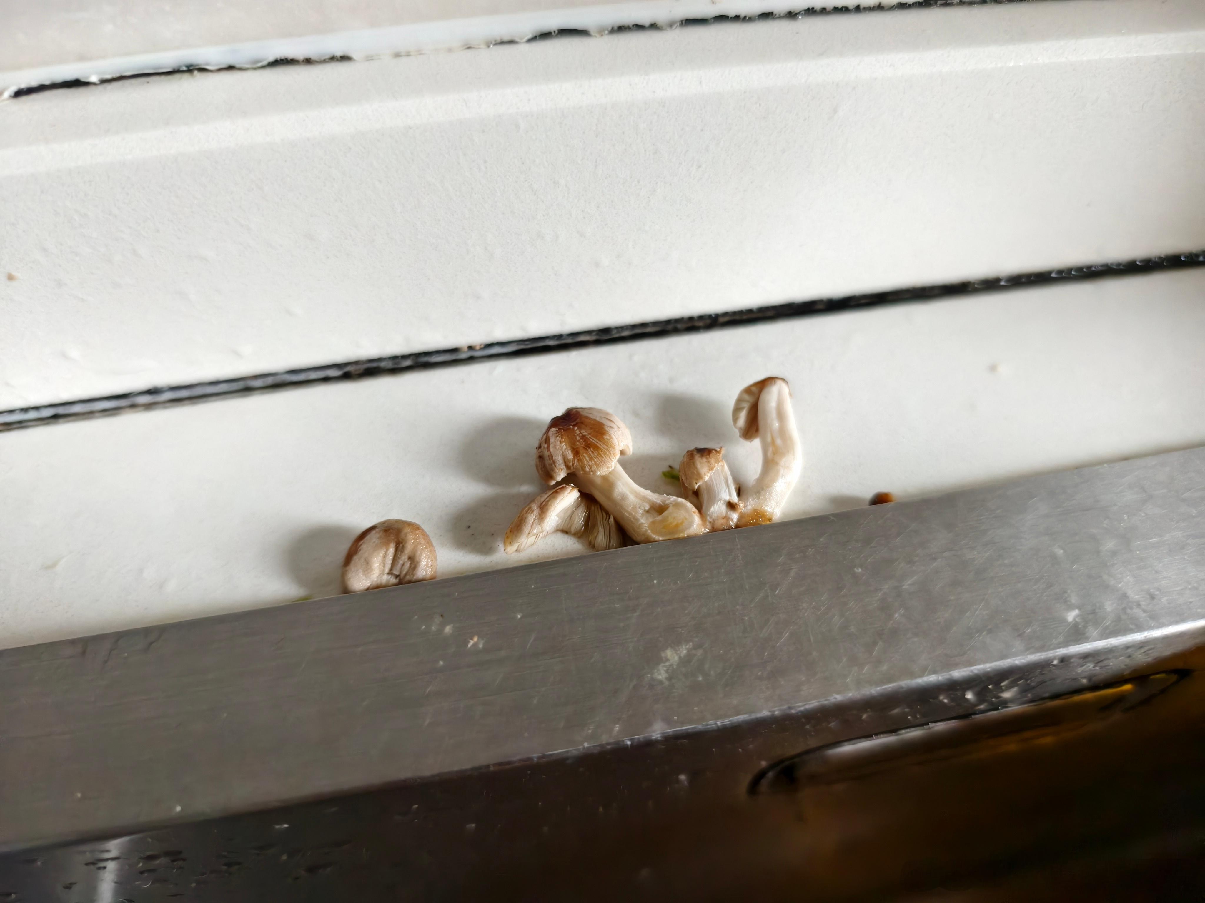 在我的悉心栽培下水池子边上的蘑菇长势喜人。就是不知道能不能吃。 
