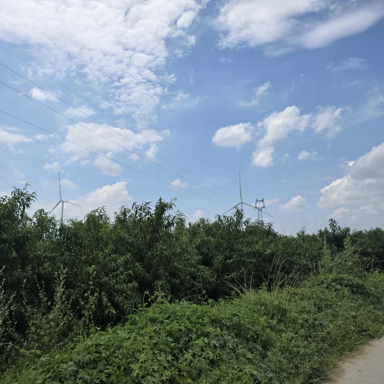 在农村，天蓝蓝云白白。满眼都是绿色。种植的希望，种植的梦想，可谁知道这是暑里的高
