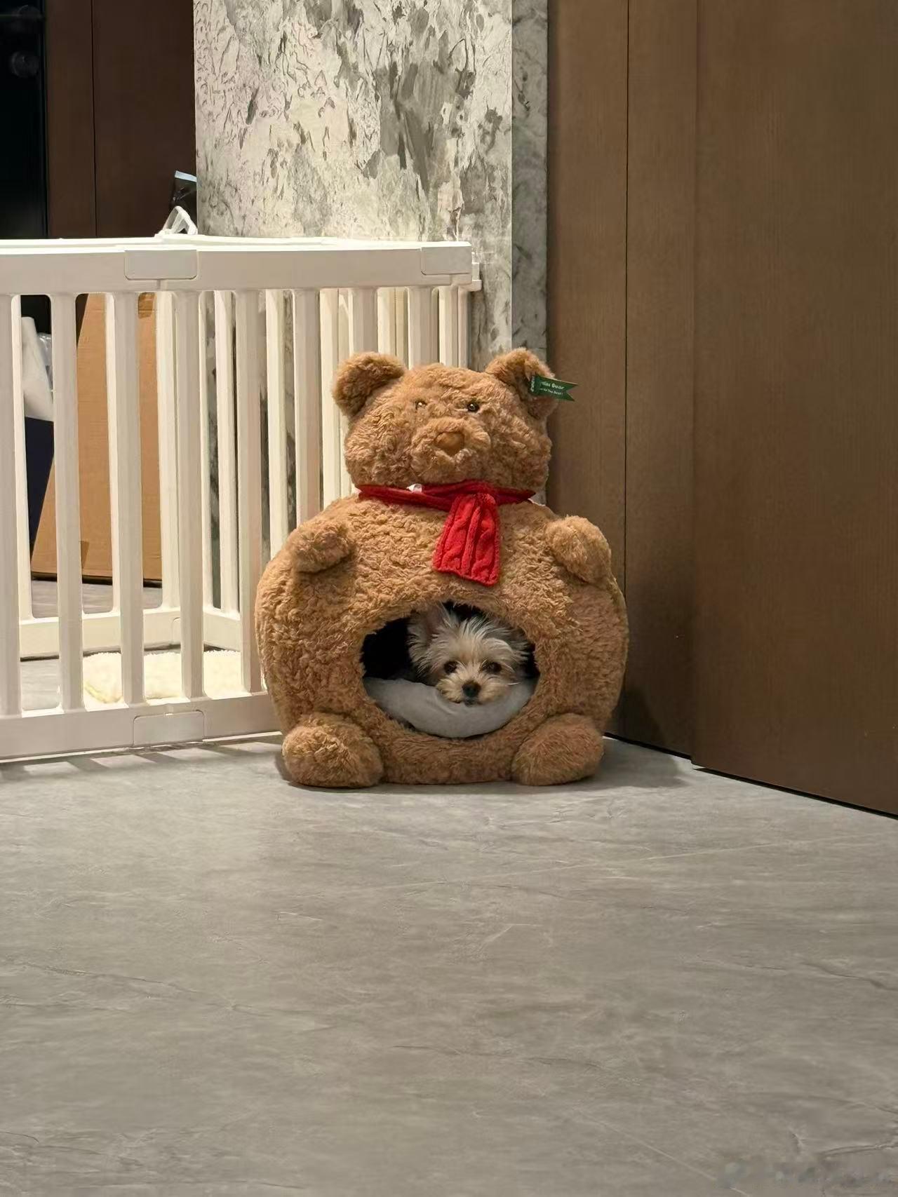 你们猜狗子为什么这么乖与倪分享