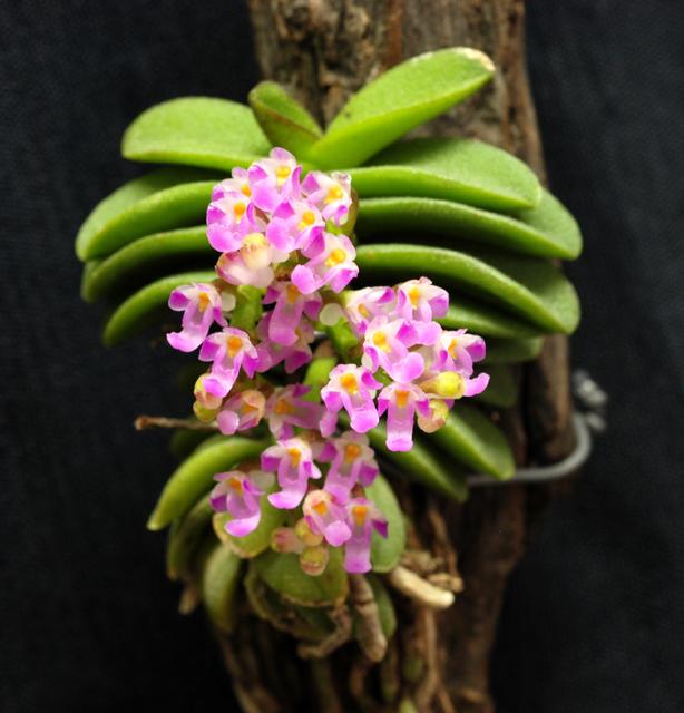Schoenorchis fragrans｜香匙唇兰（芳香匙唇兰）
兰科 匙唇兰