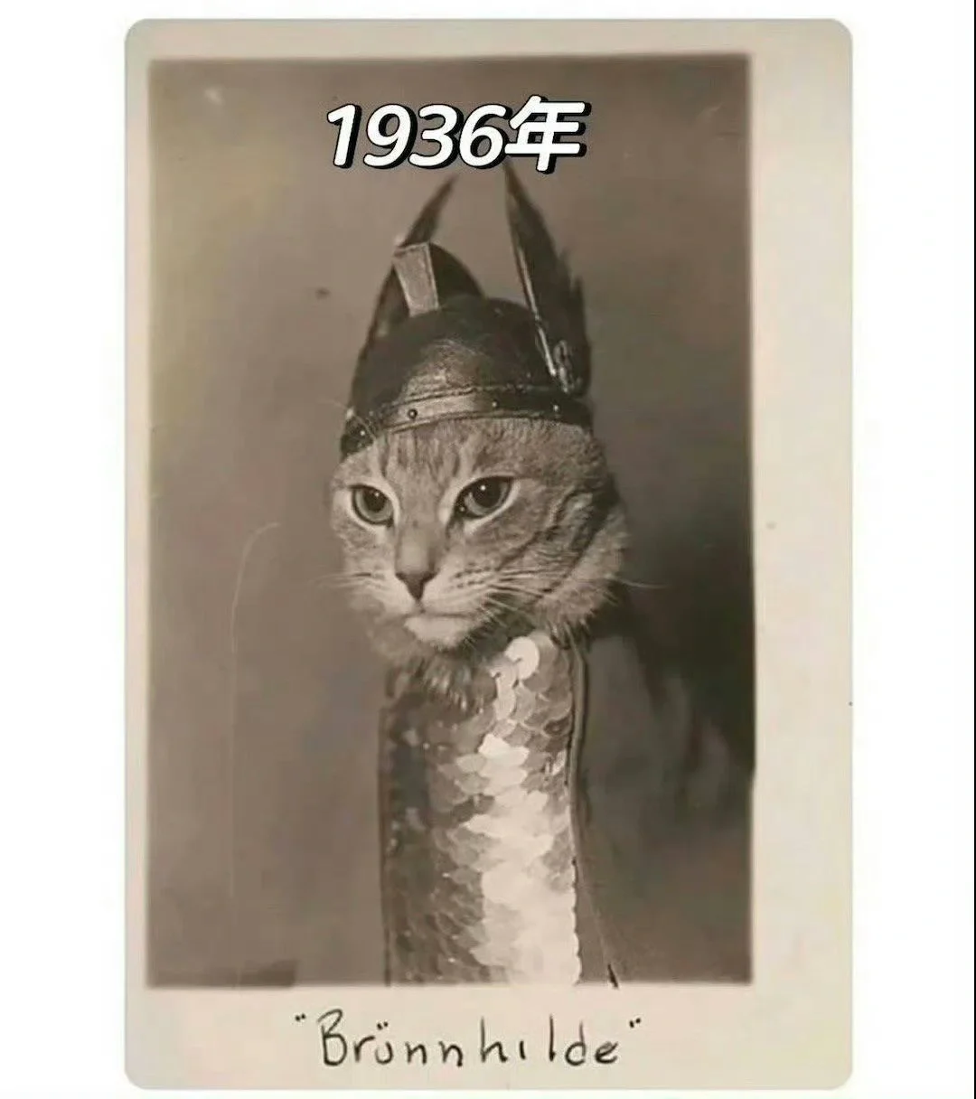 百年前的小猫照片
