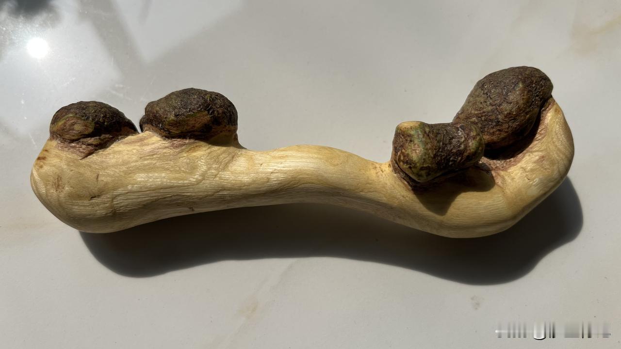 郊区散步捡到一个长有留疤的树根，回来就随手加工了一个随形如意手把件。个头不大，1