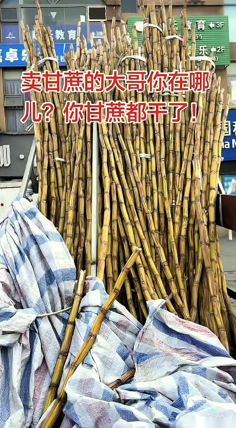 楼下那辆卖甘蔗的三轮车，还在那儿。
上面的甘蔗，已经干成了柴火。
大哥人呢？
过