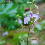 芒莲莲爱聚社会