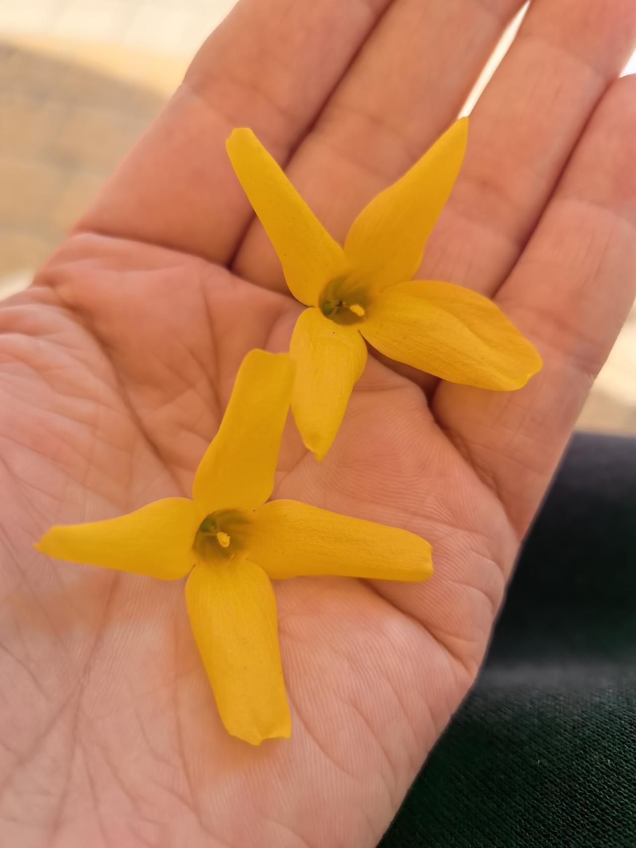 春日生活打卡季