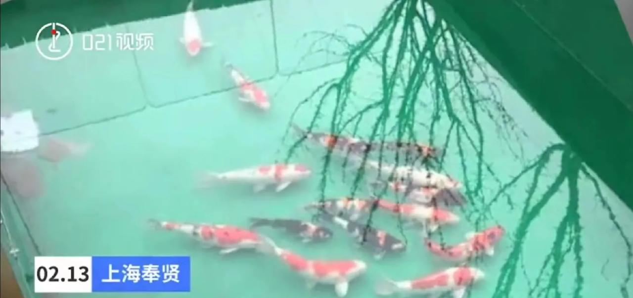 五万块买的锦鲤，几天后变成了一堆鱼干！上海奉贤的王女士怎么也没想到，自己精心挑选