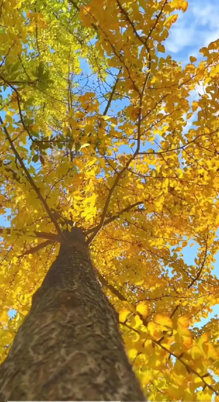 秋日暖阳，树影婆娑，感受自然的美好！🍂🌞深秋随拍美景