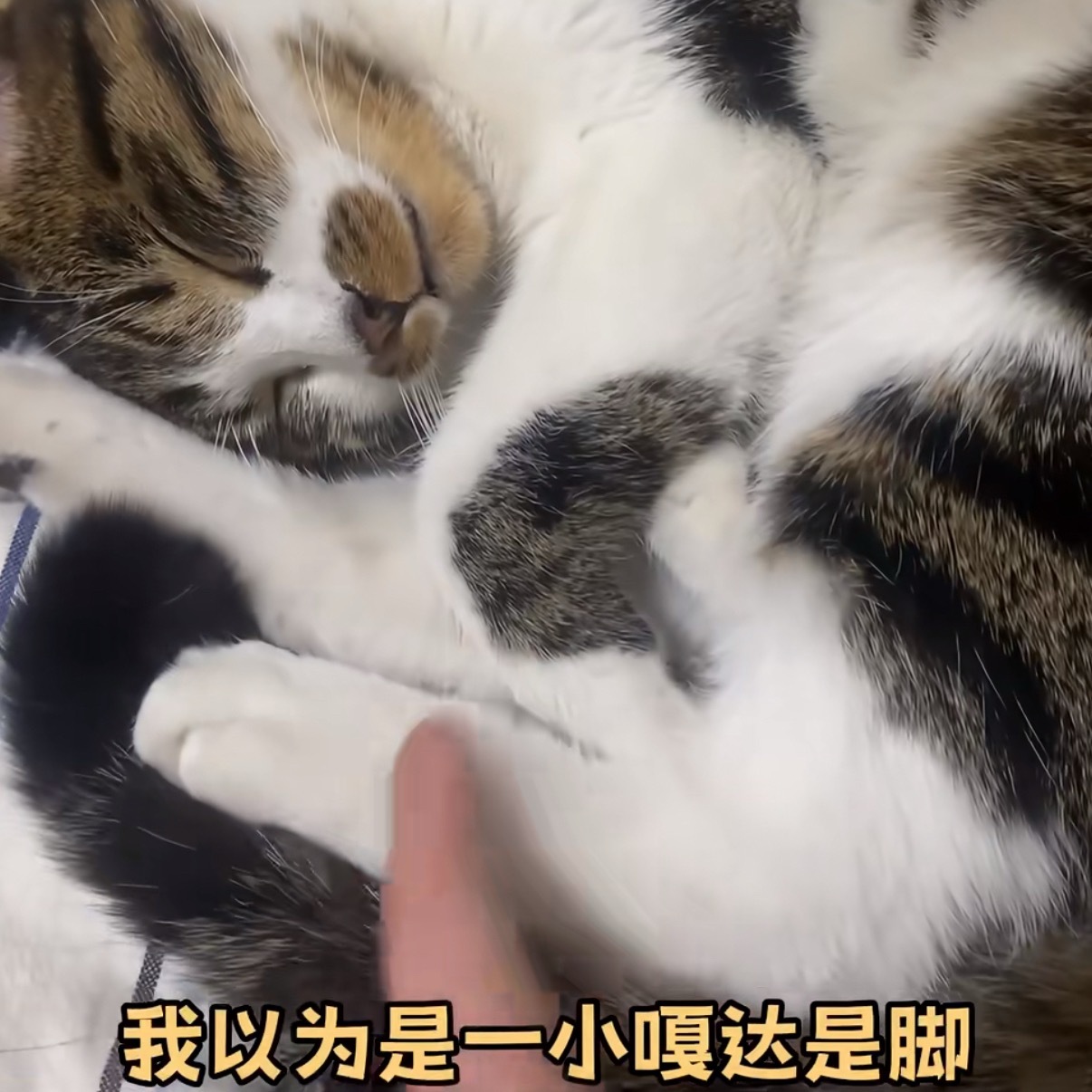 我要告到🀄️央王俊凯中餐厅10