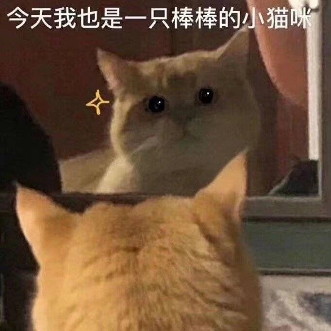 每日一夸：今天也是一只棒棒的小猫咪[哇] ​​​