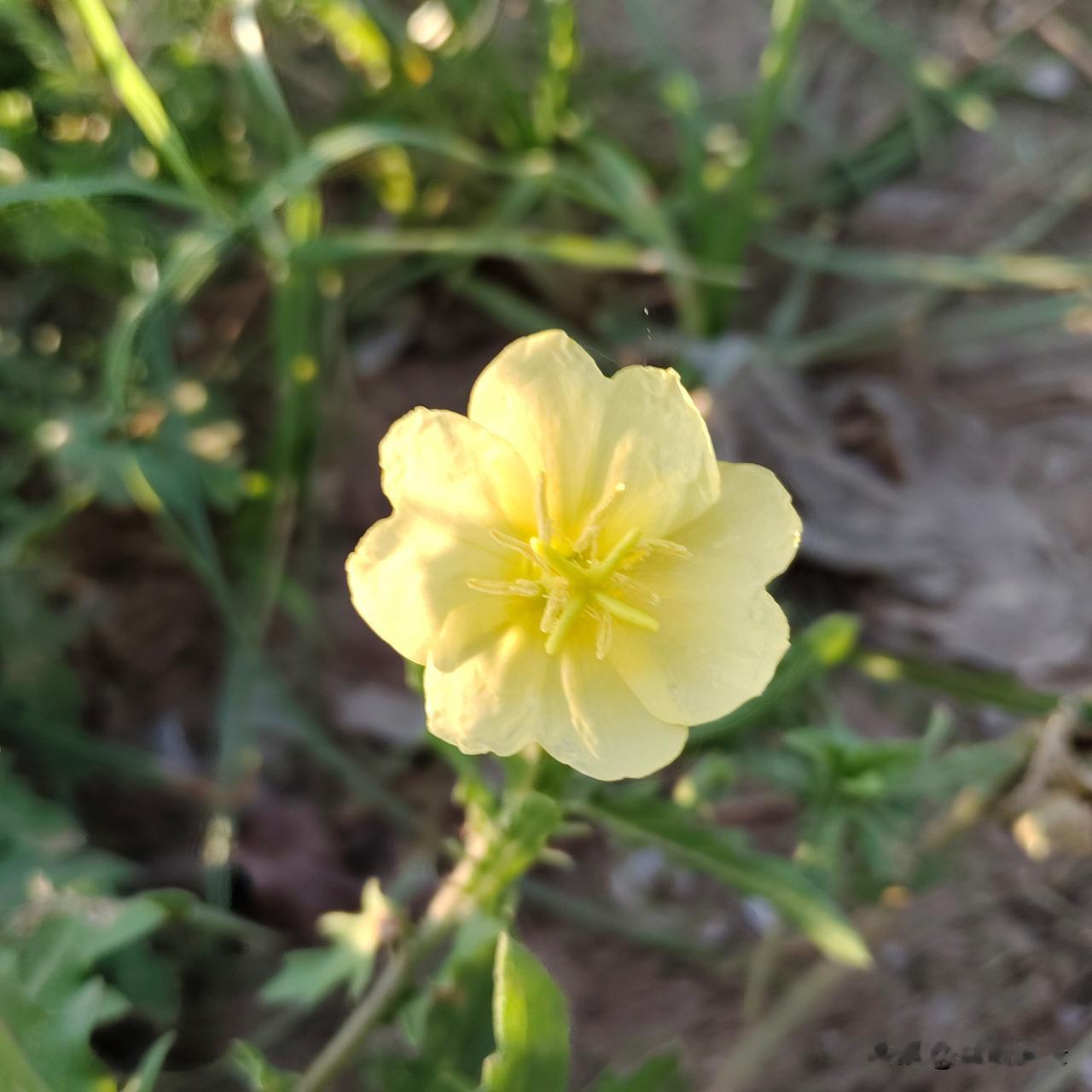 小黄花，很好看，不知道叫什么名字。感觉以前见过。早上健身，路边所见。蹲下来拍的时