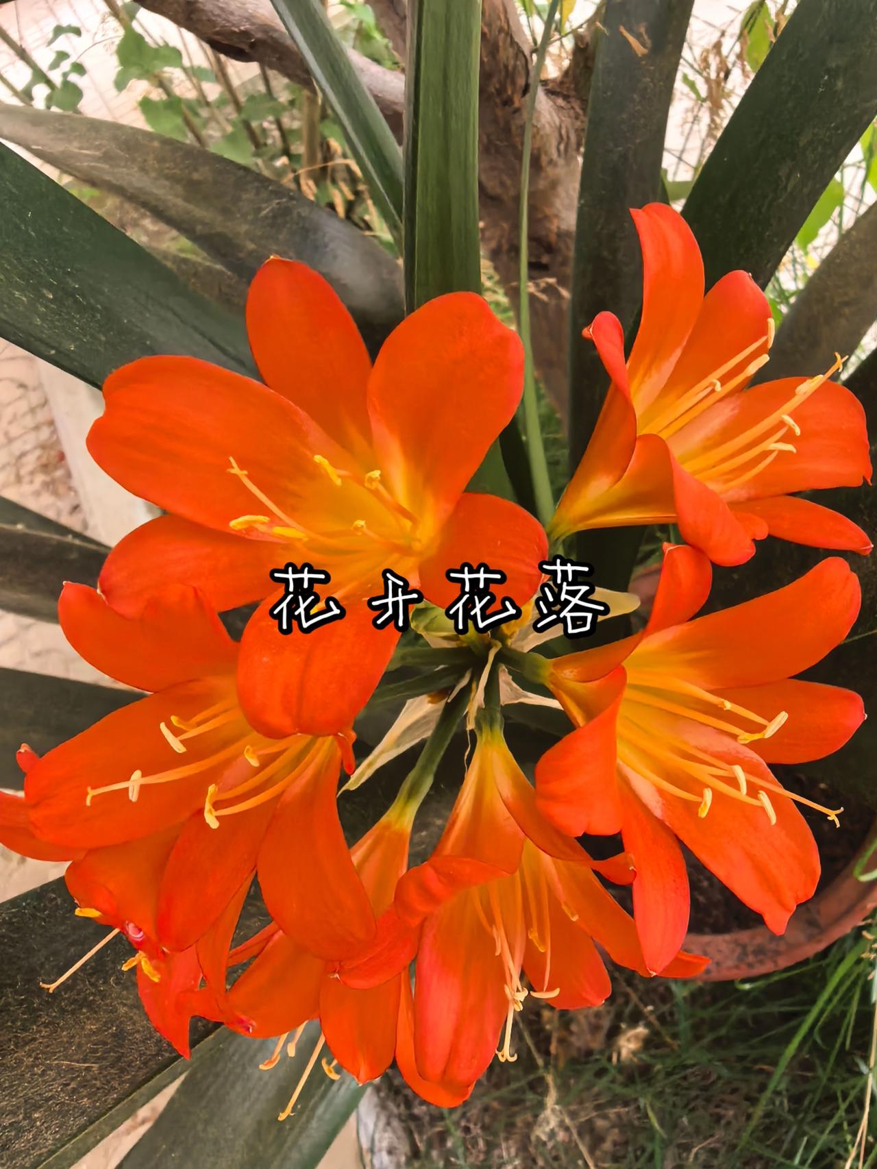 花开花落