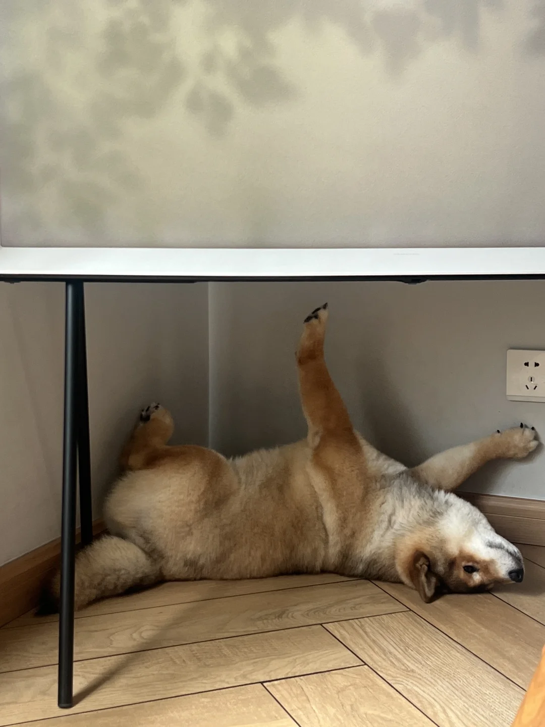 重生成狗之后，我的生活如鱼得水