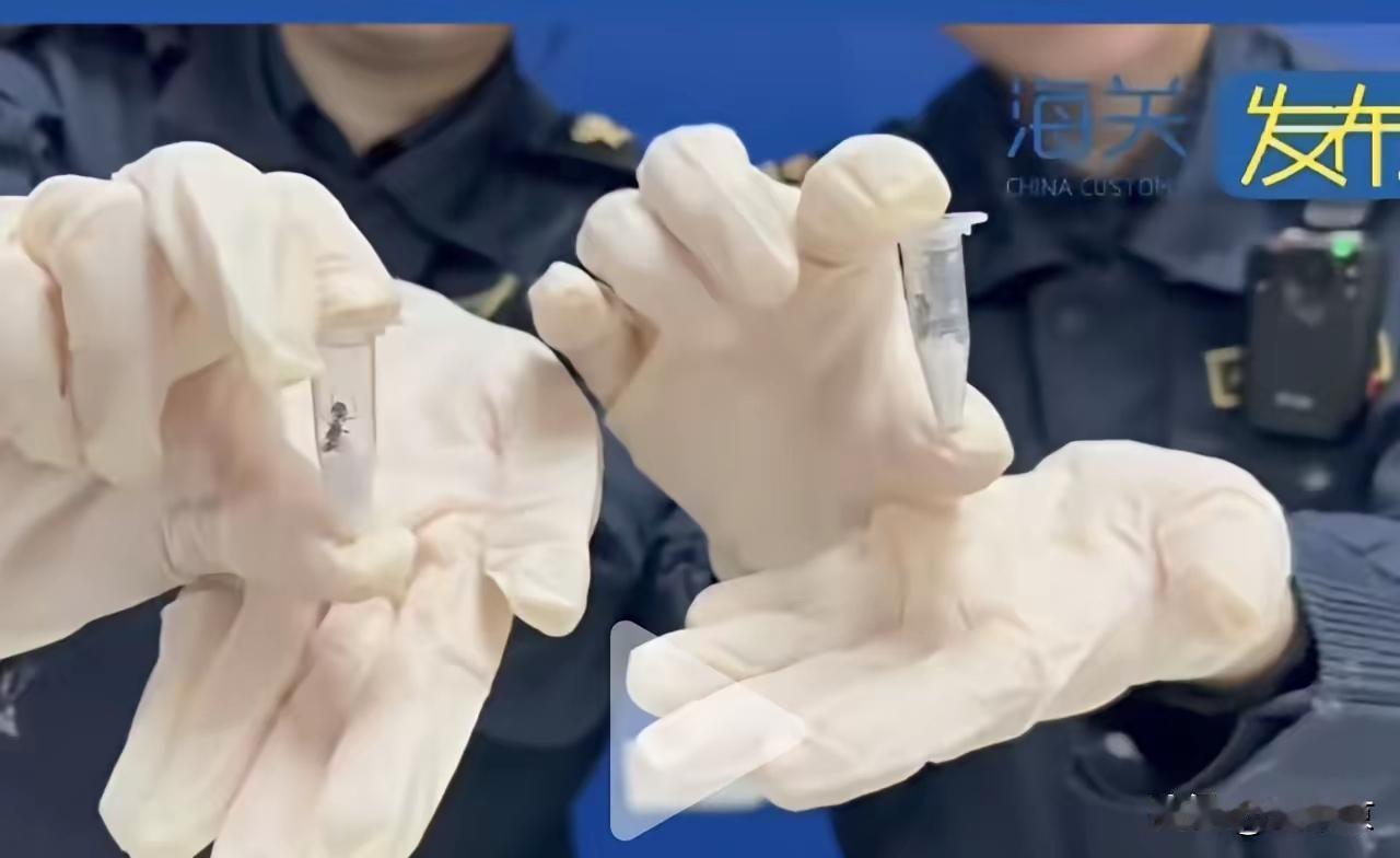 细思极恐！4月13日，长沙邮局海关检查一件申报为“枕头”的进境邮件，在X光机下显