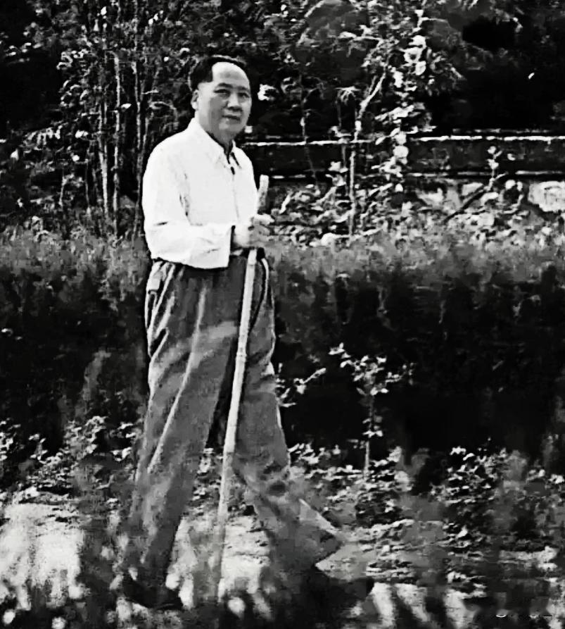 毛主席去登山，警卫员看他有些累了，去就近的竹林找了一根大小合适的竹子当拐杖，毛主