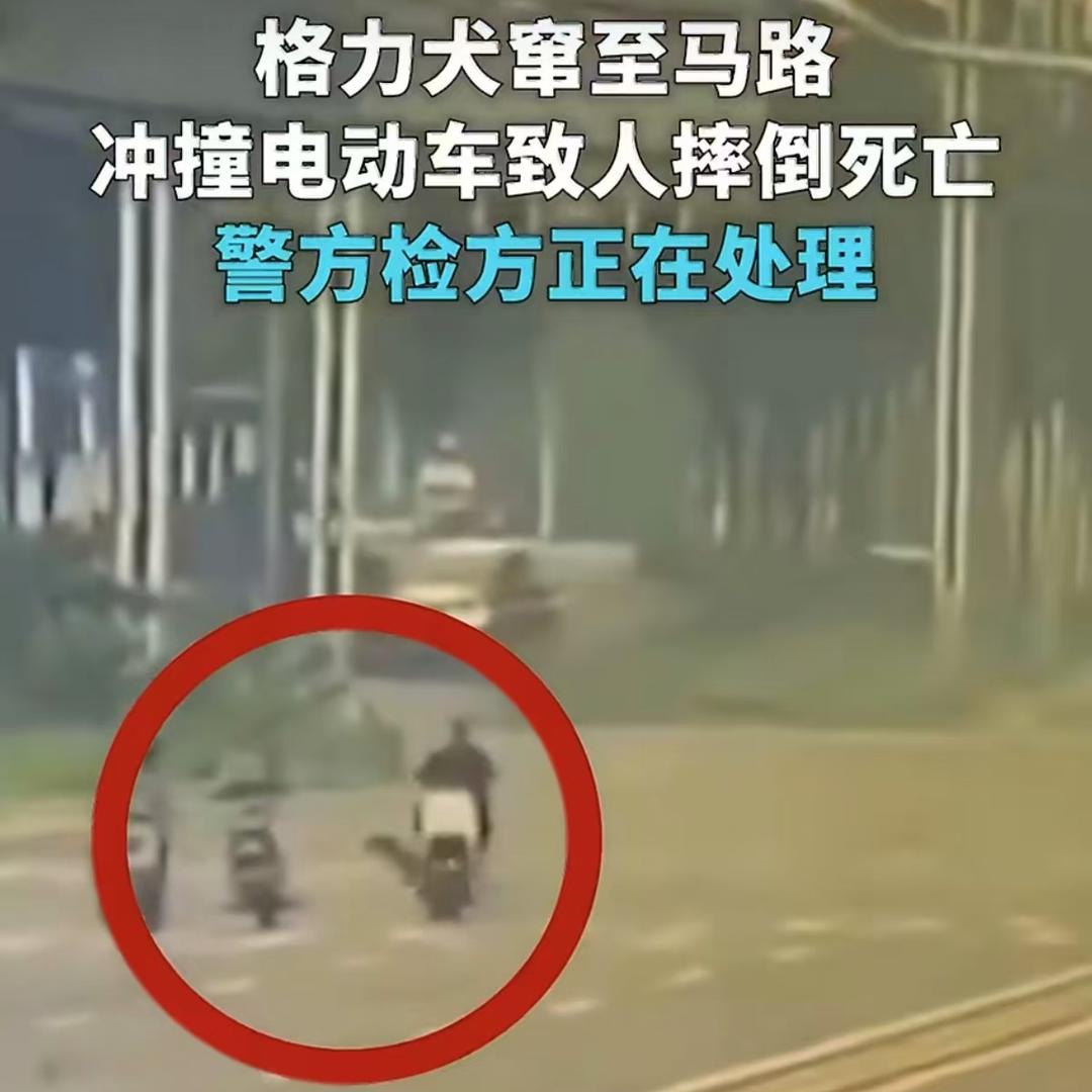 评论丨女子骑行被狗撞倒身亡侦查近一年,是不是一味拖延?
