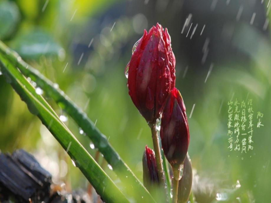 【越调 · 小桃红】连雨滋稔年

喜逢甘雨润平畴，麦垄青苗秀。抢种宜苞谷黄豆。趁