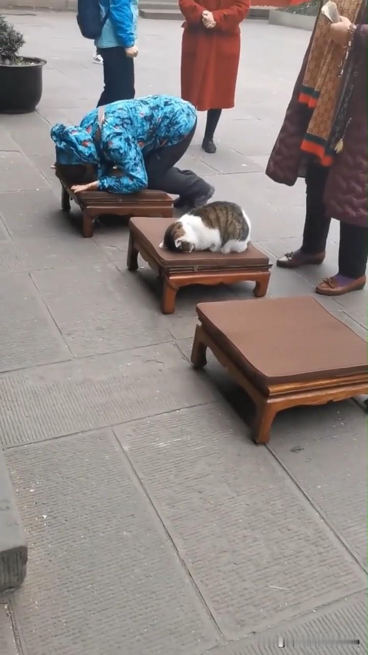 咱瞅瞅这寺庙里的一幕，能把人的心都萌化了！
 
游客们都在佛前磕头许愿，这只小狸