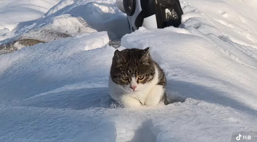 小猫咪悟空让野人重新生长出血肉