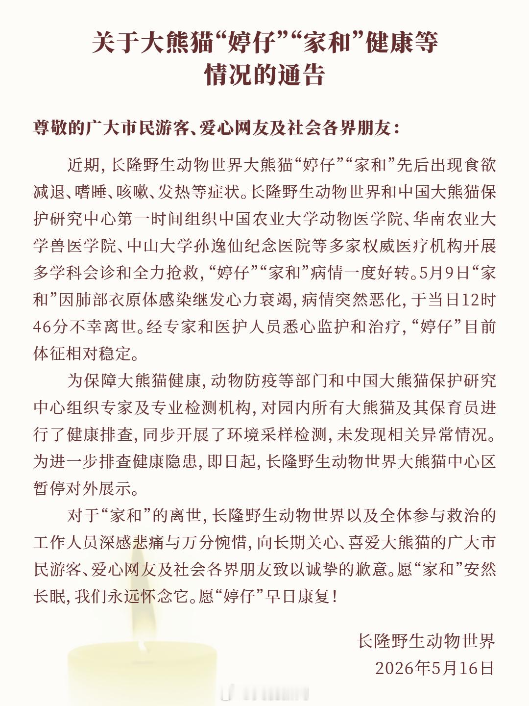 【长隆野生动物园回应2只大熊猫近况：大熊猫家和去世，“婷仔”体征相对稳定】长隆大