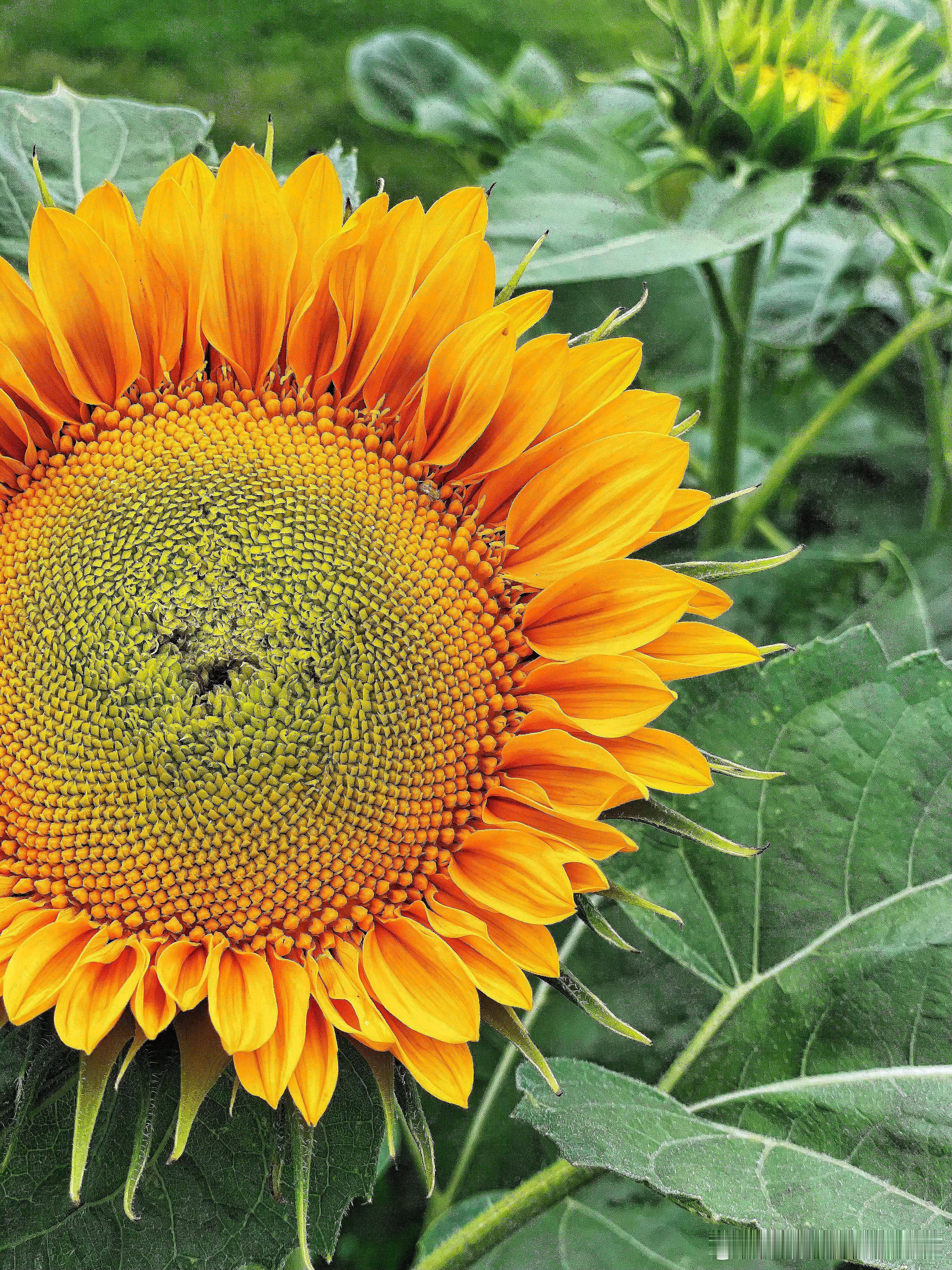 北京奥森百亩向日葵花海🌻🌻🌻🌻🌻🌻摄影​​​