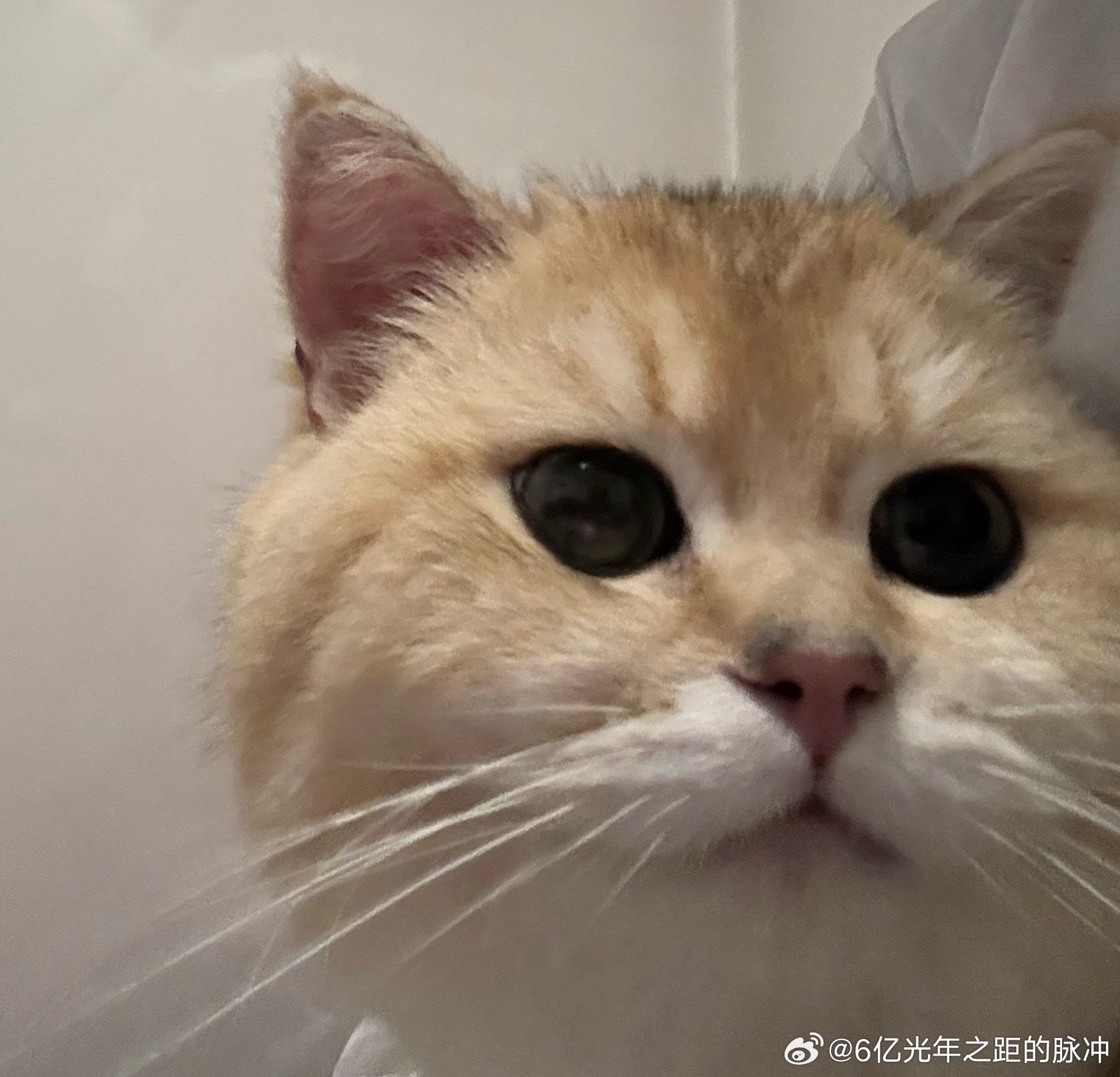 好大儿