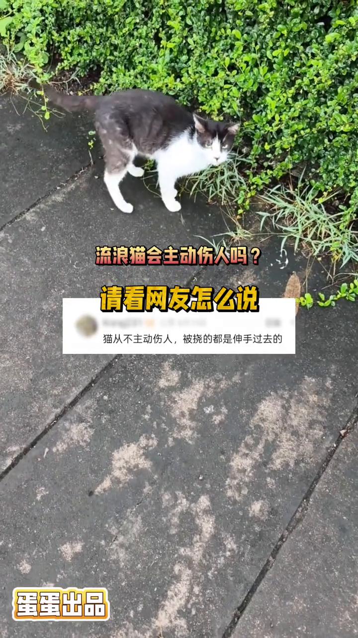 流浪猫会主动伤人吗？请看网友怎么说。
蛋蛋出品。
猫从不主动伤人，被挠的都是伸手