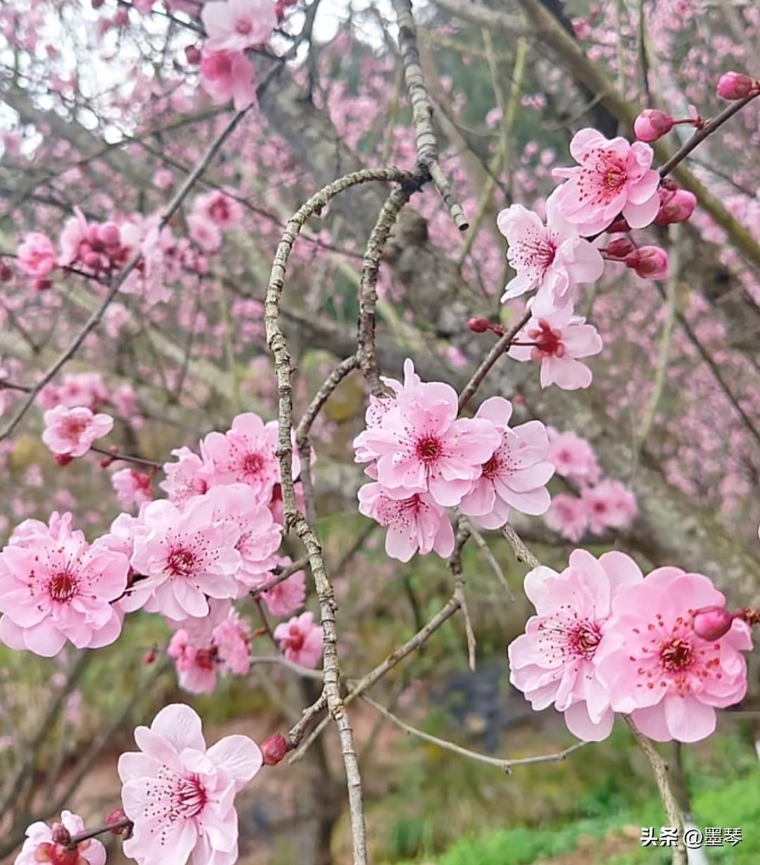 邻居家刘阿姨真会说话！[捂脸]


就上次跟孩子们出去拍了照后，把我累得够呛，这